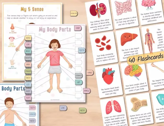 📚️🫁Human Anatomy Busy Book🎅Best Christmas Gift for kids