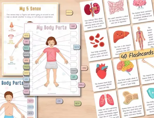 📚️🫁Human Anatomy Busy Book🎅Best Christmas Gift for kids