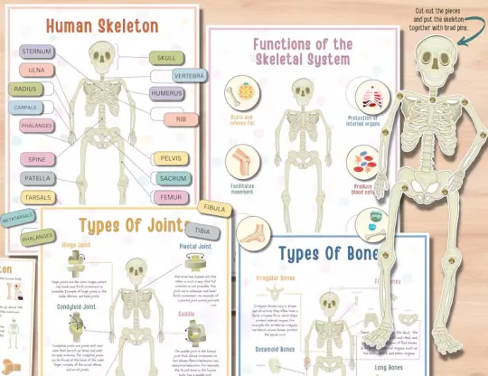 📚️🫁Human Anatomy Busy Book🎅Best Christmas Gift for kids