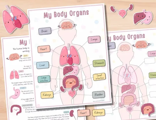 📚️🫁Human Anatomy Busy Book🎅Best Christmas Gift for kids