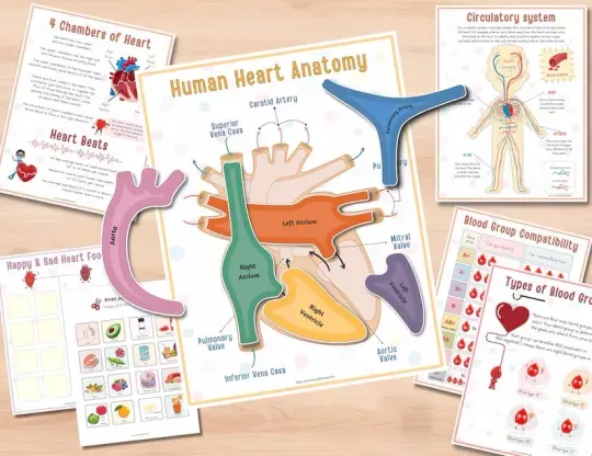 📚️🫁Human Anatomy Busy Book🎅Best Christmas Gift for kids