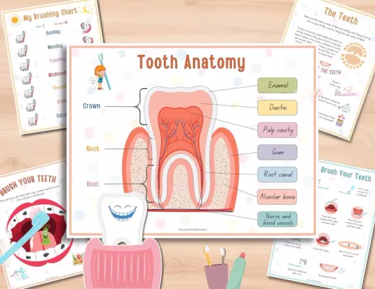 📚️🫁Human Anatomy Busy Book🎅Best Christmas Gift for kids