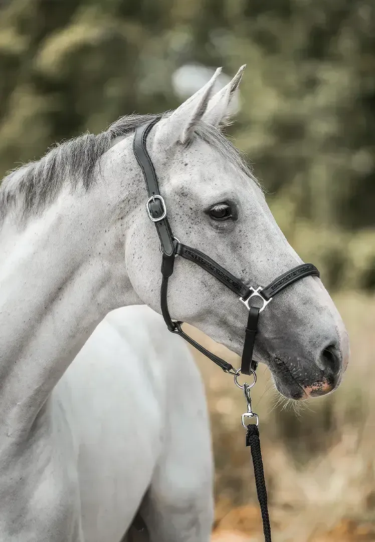 🎅Christmas Early Bird Sale 50% Off🐎Horsebrands Advent Calendar 2024