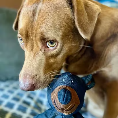 2025 New Festivesl-Bear™ For Heavy Chewers