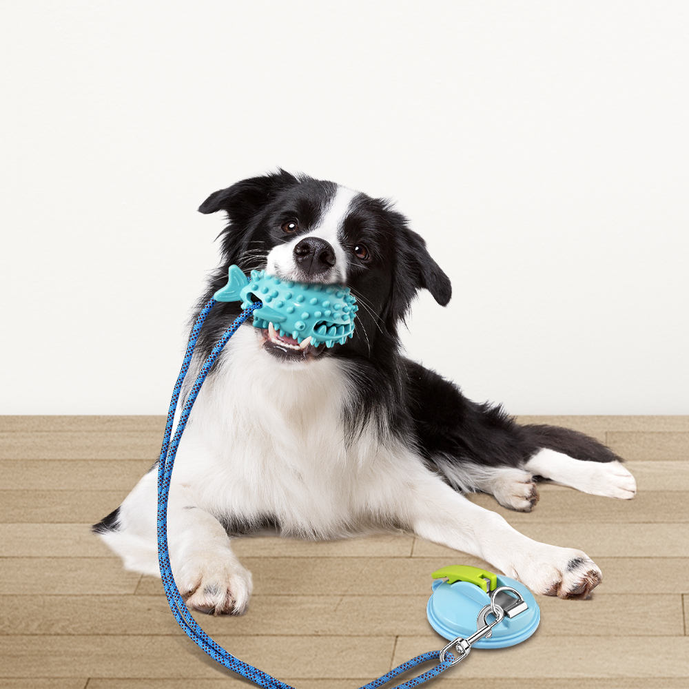 Suction cup orders tug toy for dogs