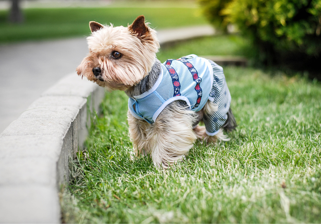 Doggy DressUp Do Dogs Like Wearing Clothes?