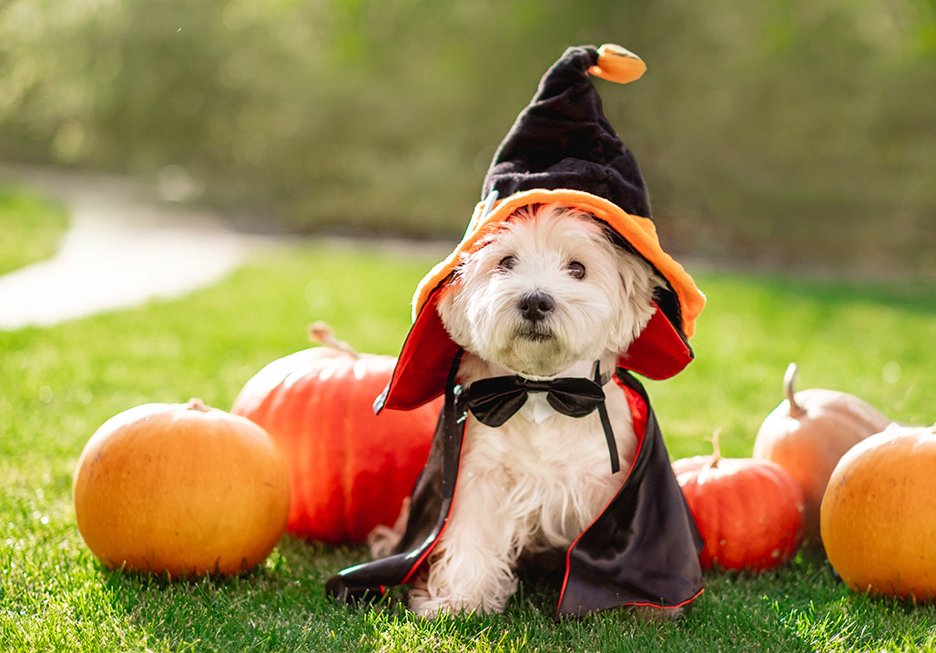 11-diy-halloween-costumes-for-your-dogs