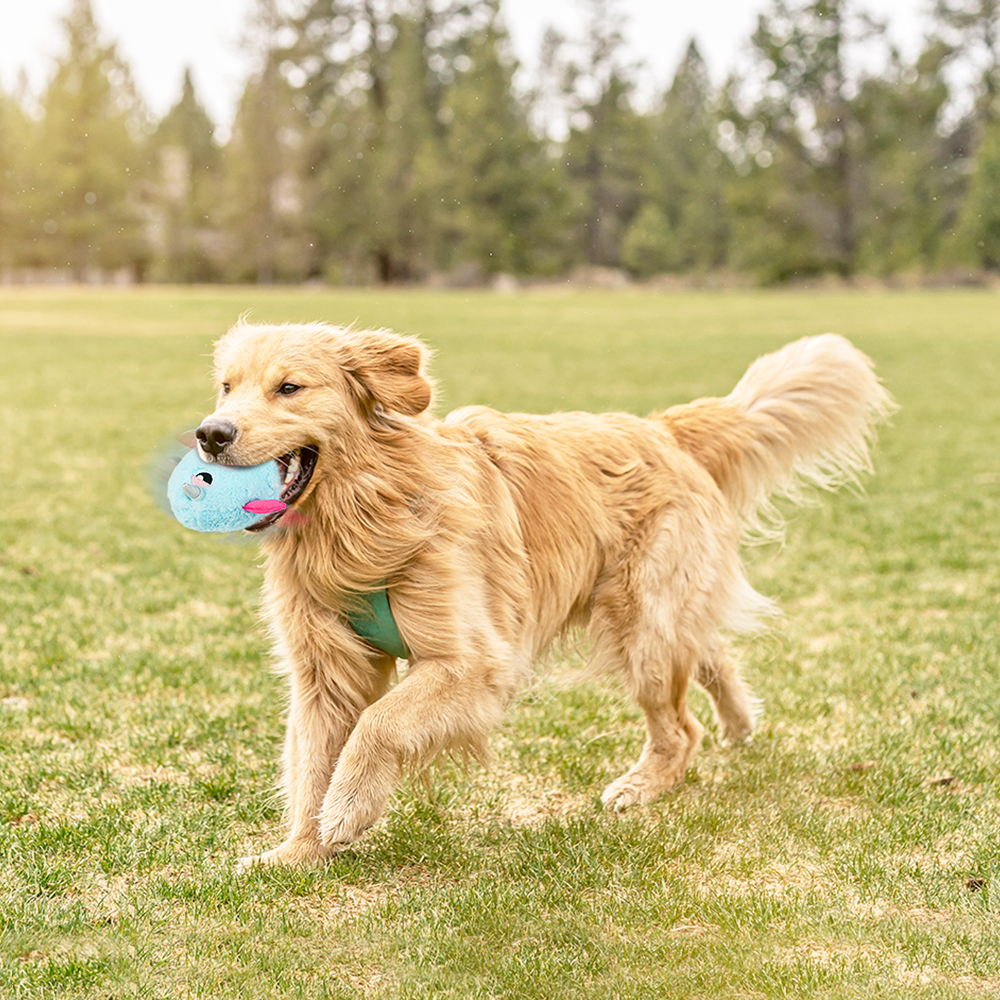 Interactive Dog Toys - The Mystic Unicorn Bobby