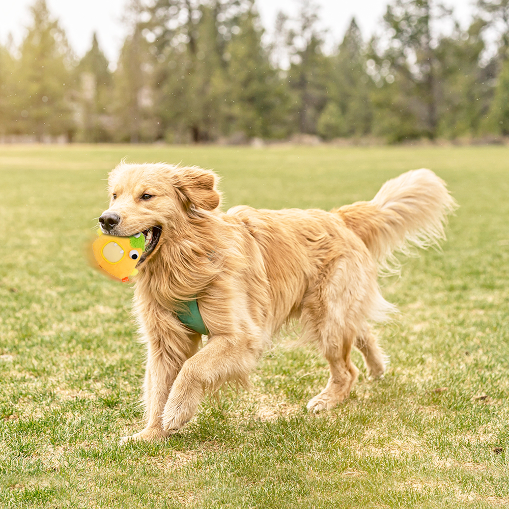 Interactive Dog Toys - The Sunny Boy Bobby