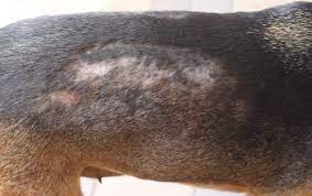 Dry skin on dogs 2024 legs