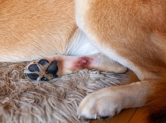 Diy hot spots outlet on dogs