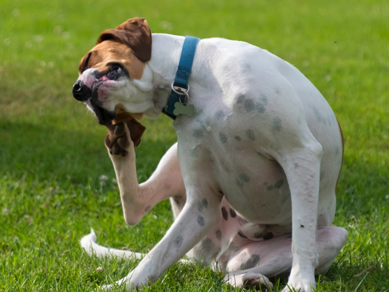  Itching in Dogs