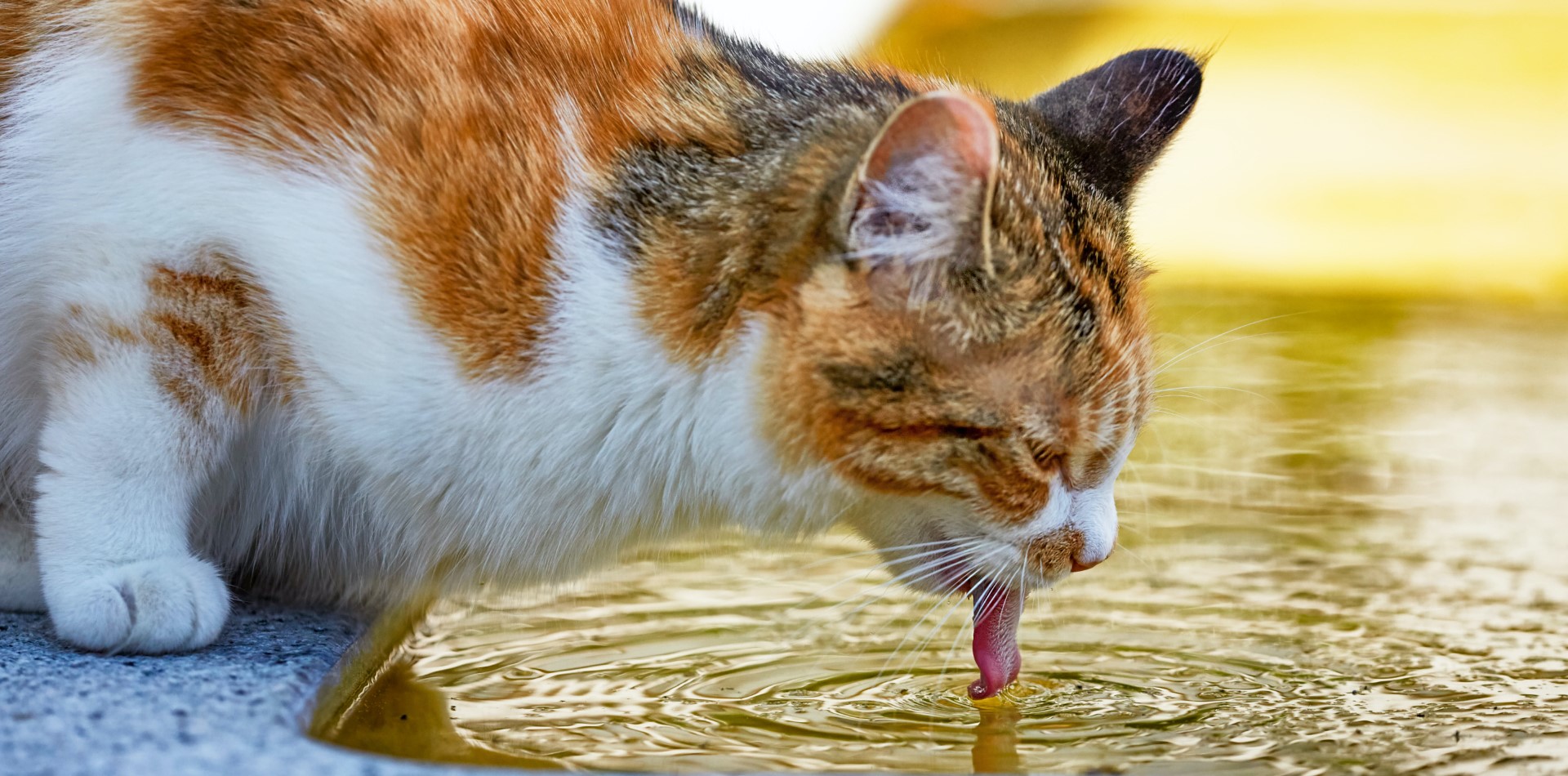 Signs of Dehydration in Cats-Puainta®