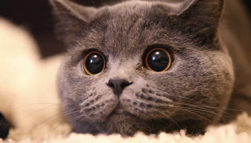 Why Cats Have Vertical Eye Pupils