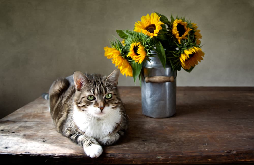 Sunflowers cats online