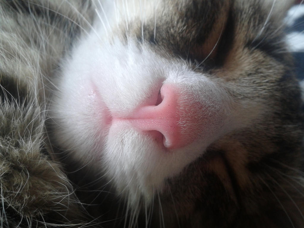 Understanding Cat Nasal Polyps: Symptoms, Treatment, and Prognosis-Puainta®