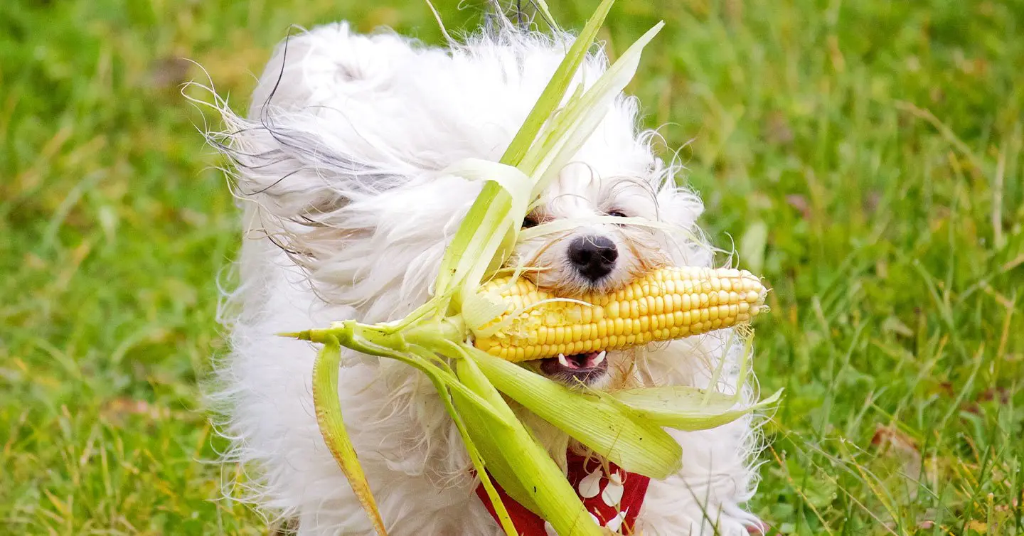 Is corn good 2024 for a dog