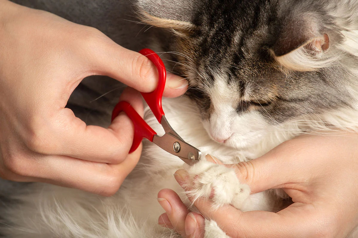 The Ultimate Guide on How to Cut Cat Nails A StepbyStep Approach