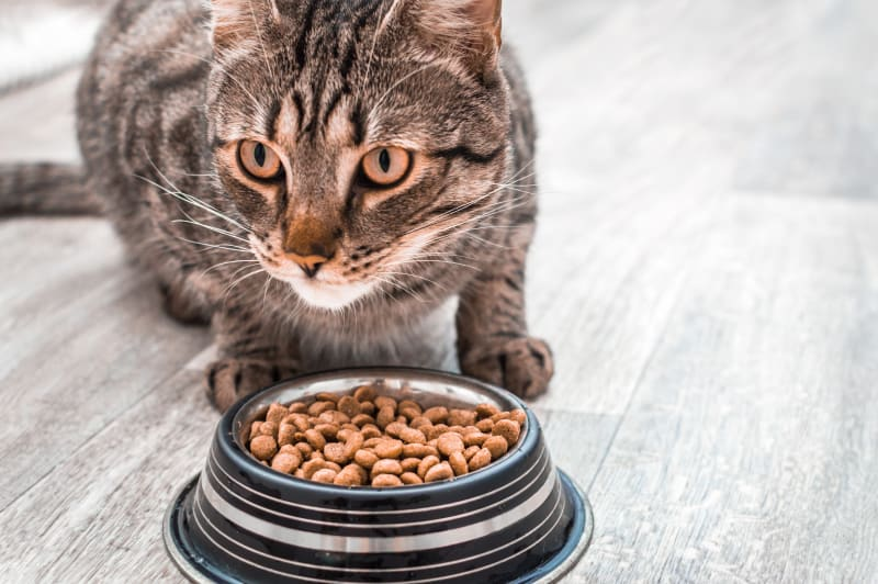 What to feed a sick outlet cat