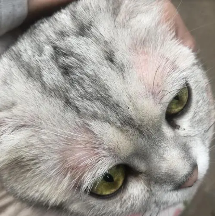 A Comprehensive Guide to Cat Skin Disorders and How to Manage ThemPuainta®