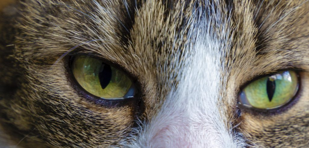 Understanding and Treating Cat Eye Ulcers: A Comprehensive Guide-Puainta®