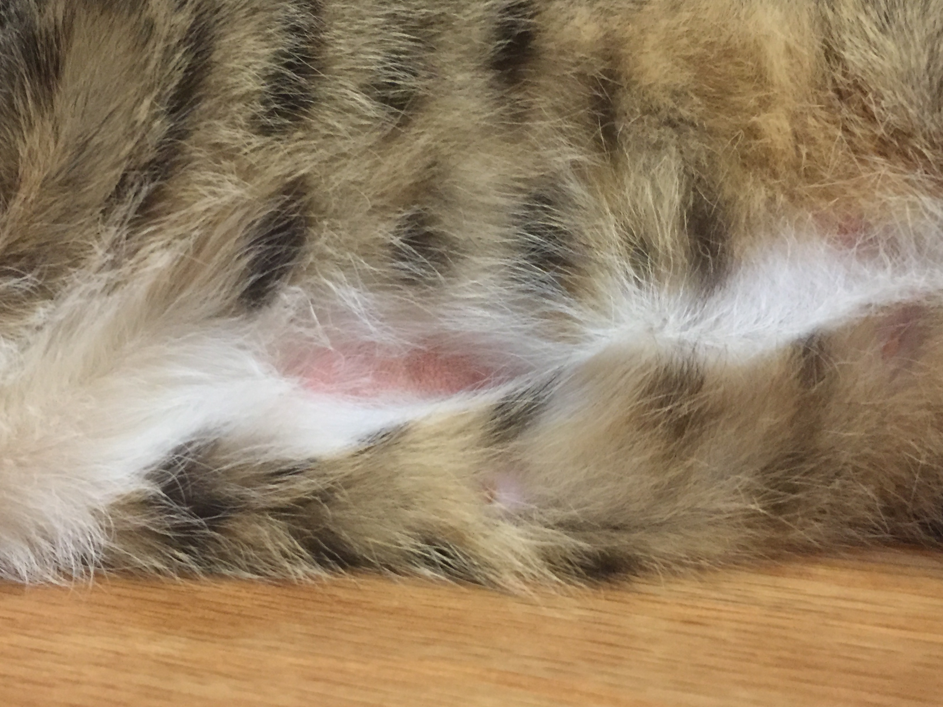 Cat getting hot sale bald patches