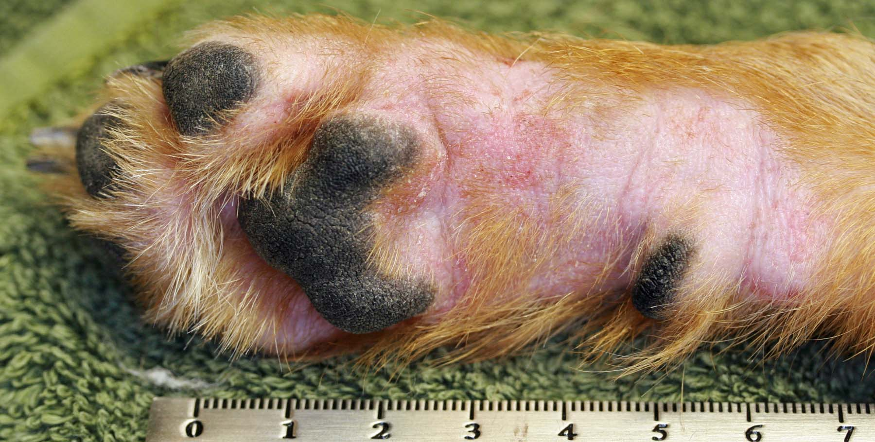 Understanding and Managing Dog Eczema A Comprehensive Guide Puainta