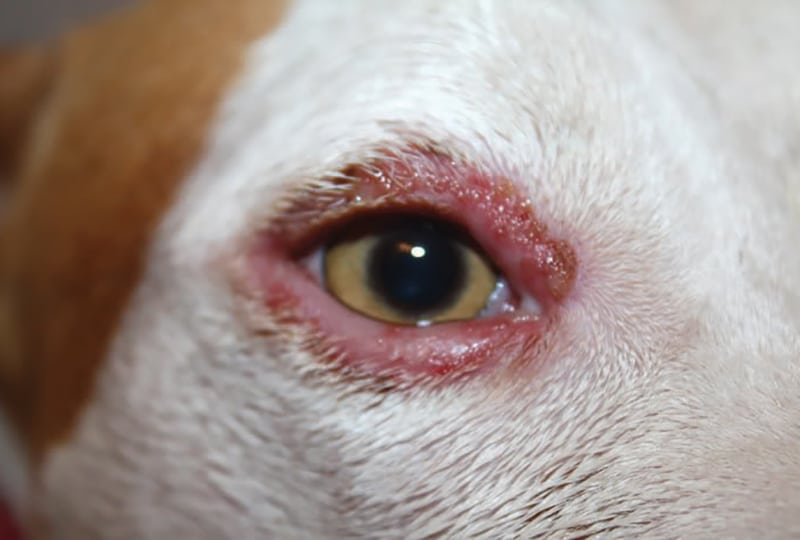 Blepharitis in dogs outlet home treatment