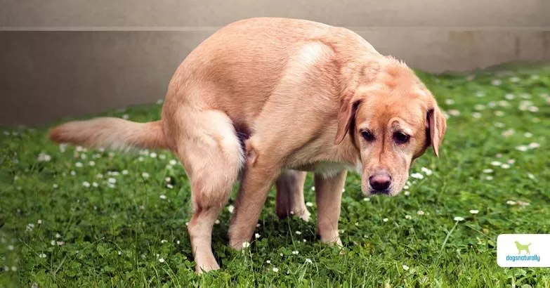 Canine Colitis Understanding The Contagious Myth - b99exg1