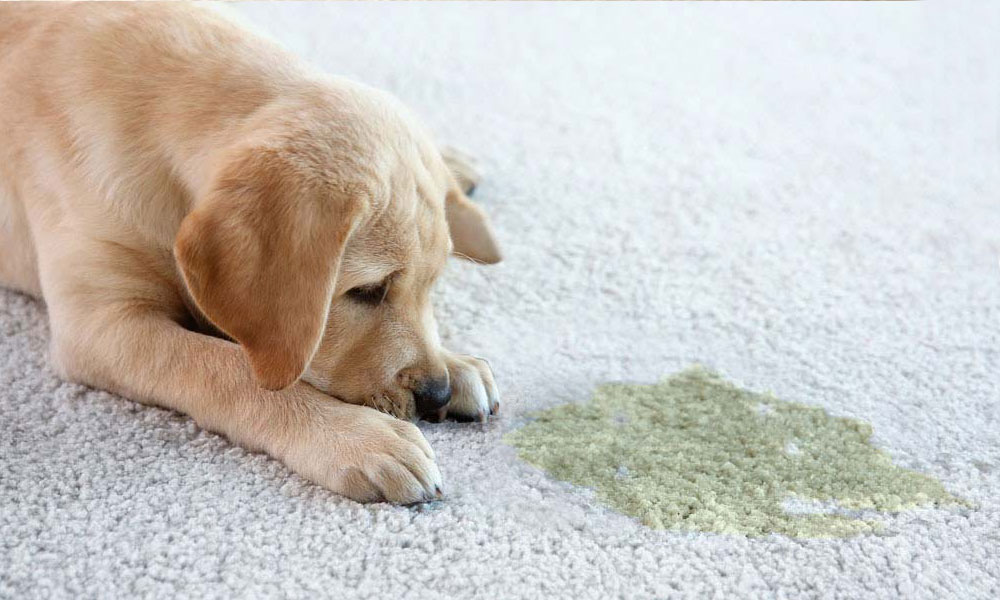 Foods that cause high outlet ph in dog urine