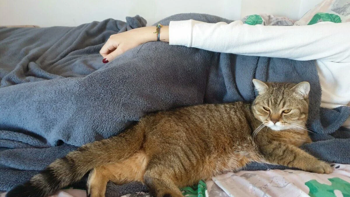 Why Does My Cat Sleep On MePuainta®