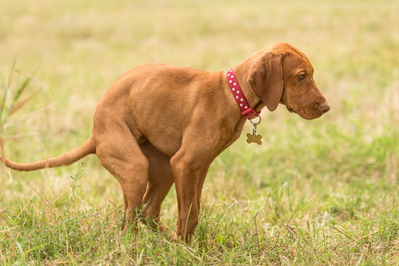 How to treat dog constipation discount at home