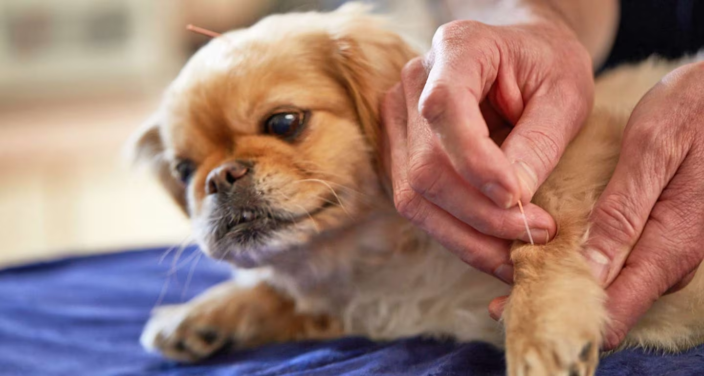 Arthritis Medicine for Dogs A Comprehensive Guide to Canine Joint