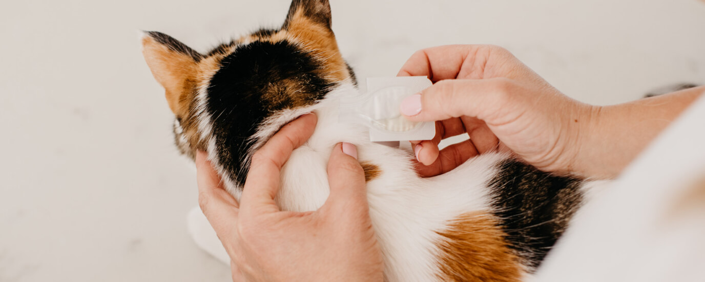 How Does Flea Treatment Work On CatsPuainta®