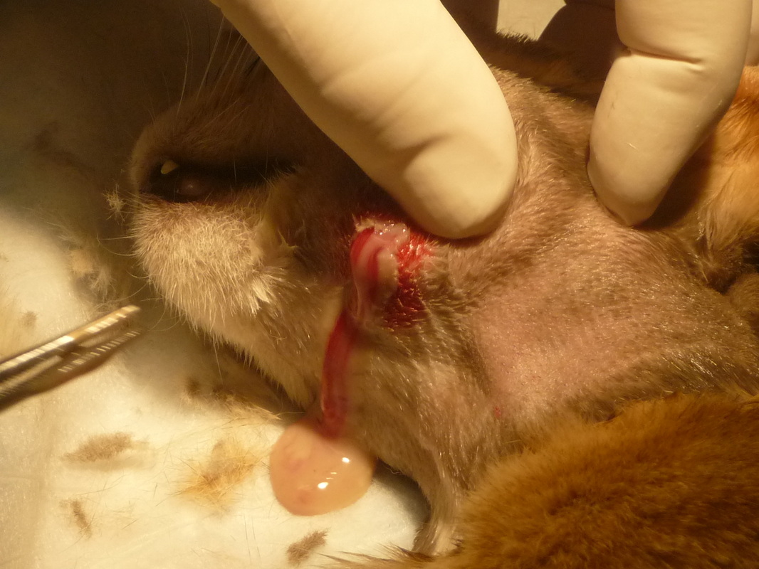 Abscess in on sale dogs mouth treatment