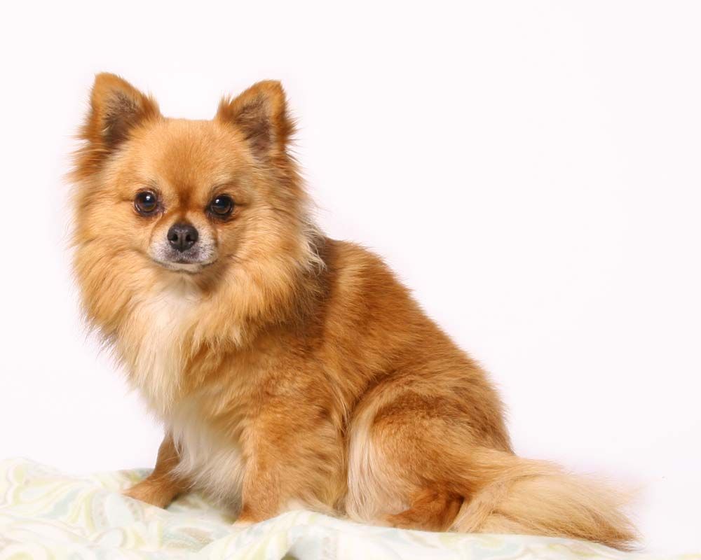 The Ultimate Guide to Long Hair Chihuahua Puainta