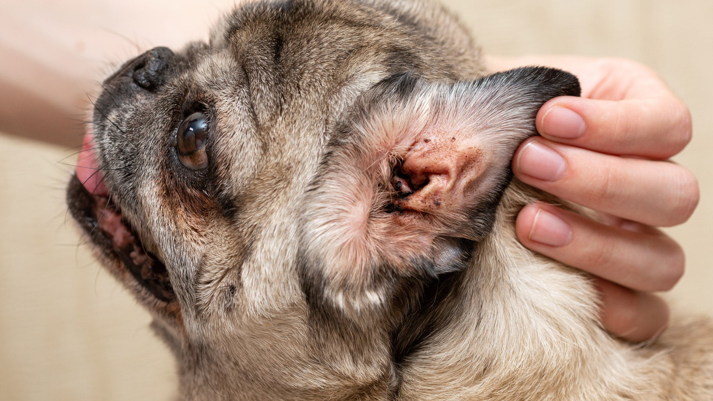 Dark stuff in dog's ear sale