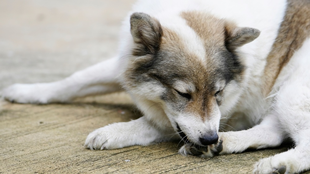 Understanding Dog Chewing Paws: A Comprehensive Guide-Puainta®