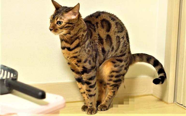 how to train cats to poop outside