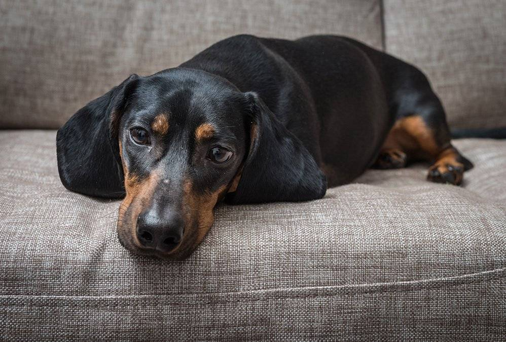 Can Dogs Catch Human ColdsPuainta®