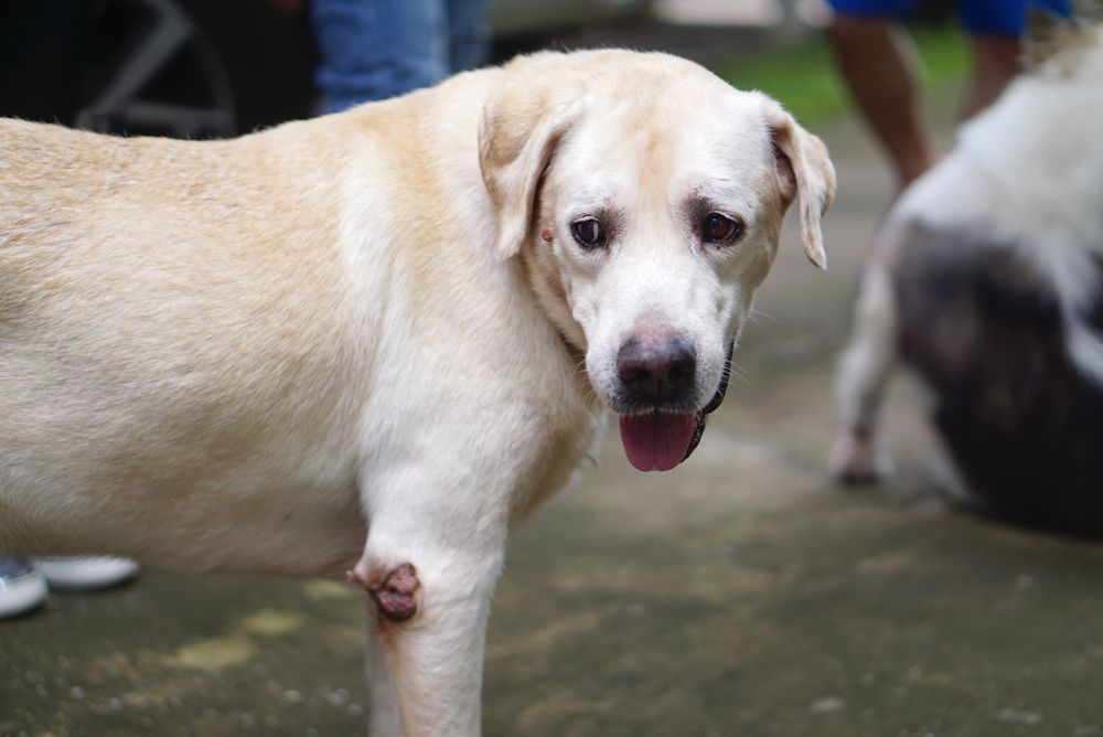 Dog losing hair on hot sale elbows