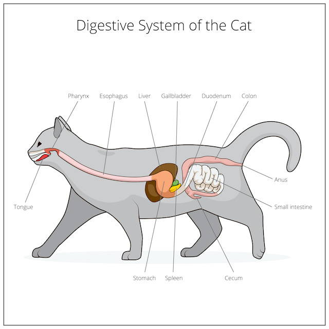 Pancreatitis in sale cats treatment