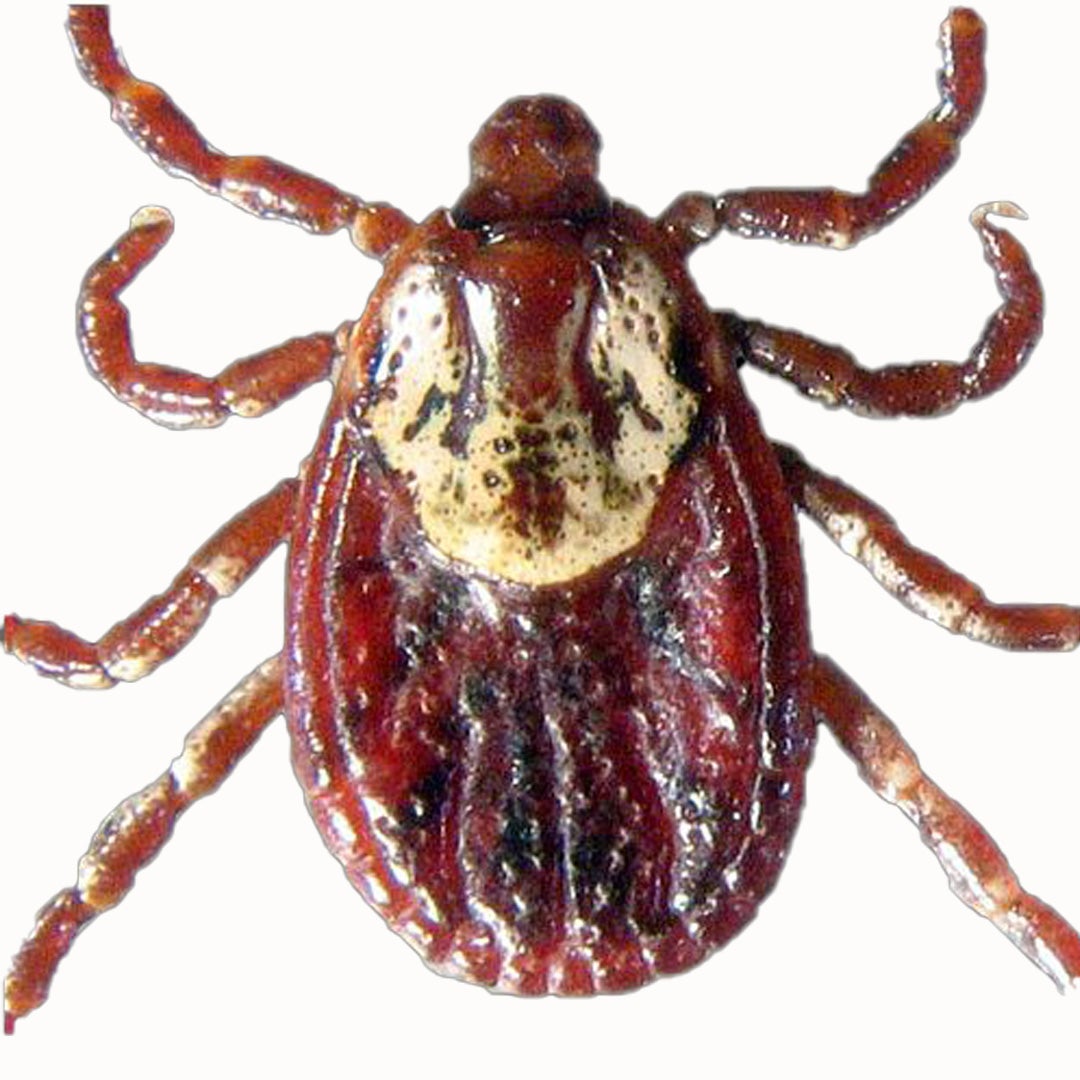 tick-bite-pictures-symptoms-what-does-a-tick-bite-look-54-off