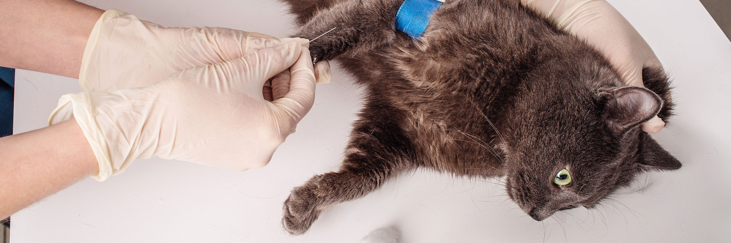 Understanding Pyometra in CatsPuainta®