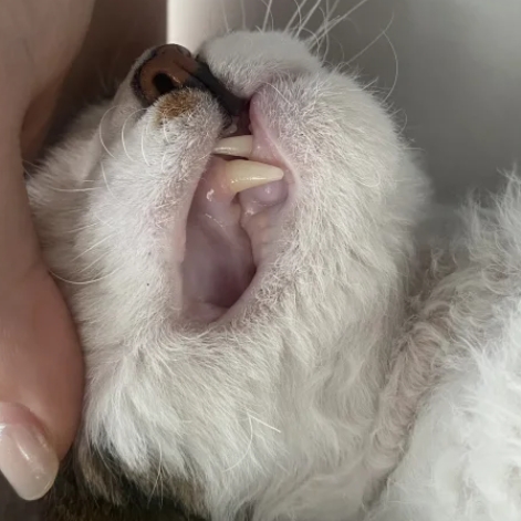 Image showcasing What Do Pale Gums in Cats Mean