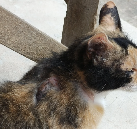 Cat Shedding So Much