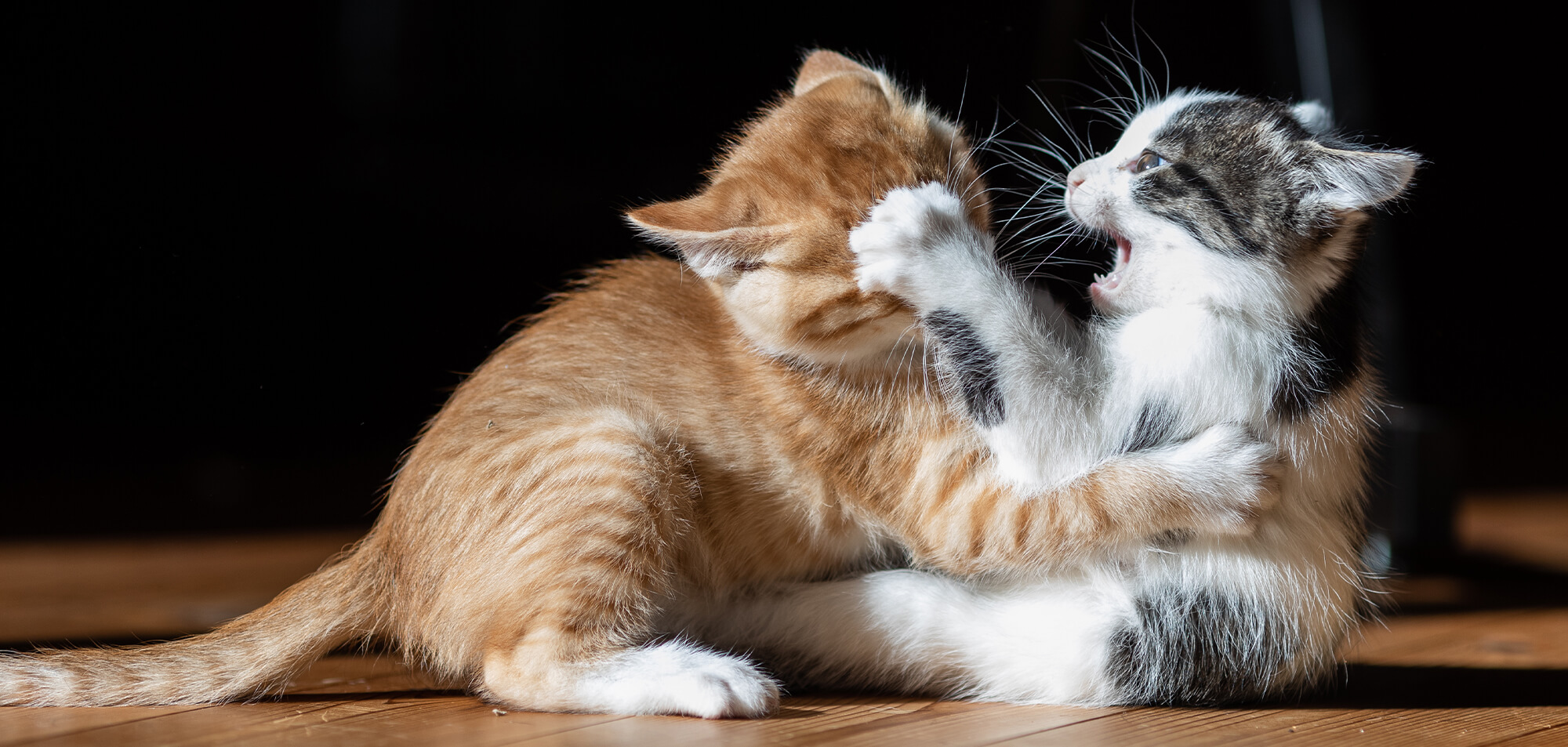 How to Get Cats to Get Along A Comprehensive GuidePuainta®