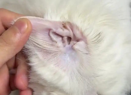 Cat’s Ear Wax