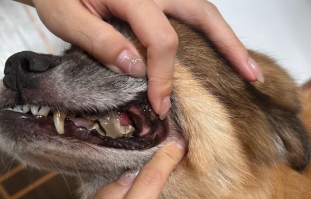 Cavities in Dogs