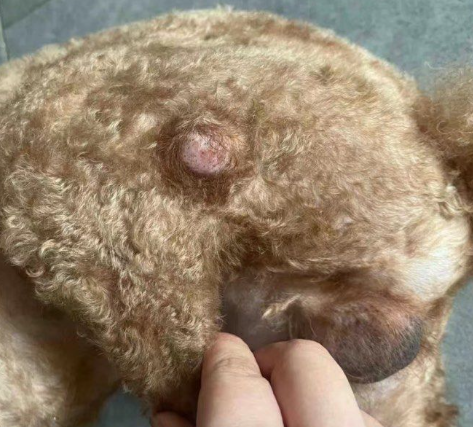 Dog Get Skin Tags